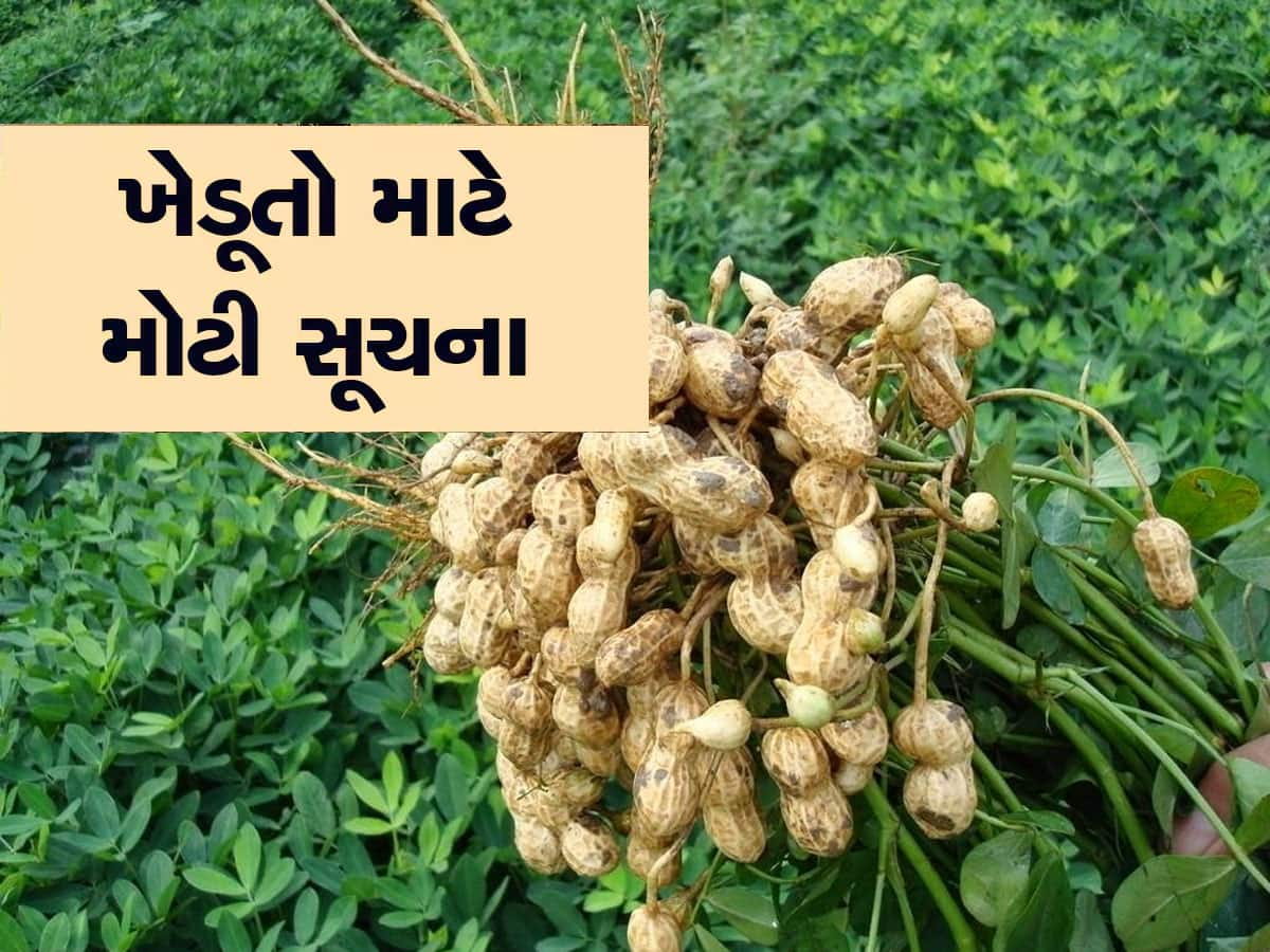 સરકારની ગુજરાતના ખેડૂતોને જરૂરી સૂચના, આટલુ કરશો તો મગફળીના પાકમાં નહિ પડે જીવાત 