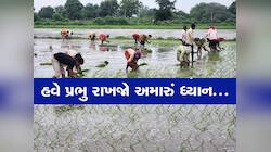 ડાંગરની ખેતી કરતાં ગુજરાતના ખેડૂતોની વધી ચિંતા? કારણ છે ચોંકાવનારું, સરકારને અપીલ