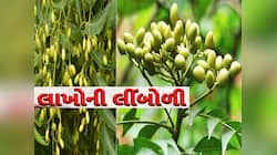 લીંબોળી કરાવશે તગડી કમાણી! ગુજરાતની હજારો મહિલાઓના જીવનમાં મીઠાશ લાવ્યો લીમડો