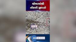 નવસારીમાં સસ્તા અનાજની દુકાનમાં રાખેલા ચોખામાંથી જીવાત નીકળતા વિવાદ
