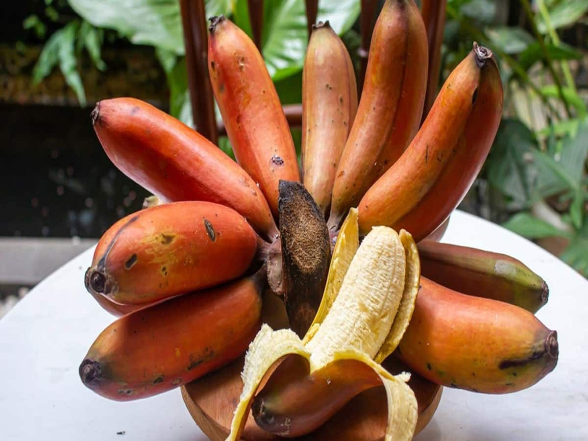 Red Banana: પીળા કેળા છોડો, લાલ કેળા ખાવા લાગો, ફર્ટીલિટી વધારવા સહિતના આ 4 જબરદસ્ત ફાયદા થશે