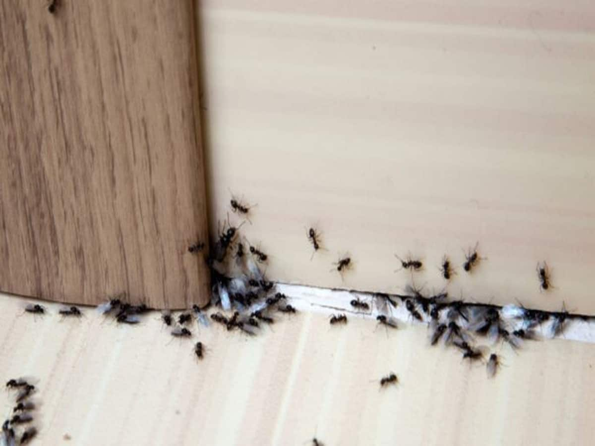 Get Rid Of Ants: ઘરમાં વારંવાર નીકળતી હોય કીડી તો છાંટી દો આ પાવડર, ફરી ક્યારેય નહીં નીકળે કીડી