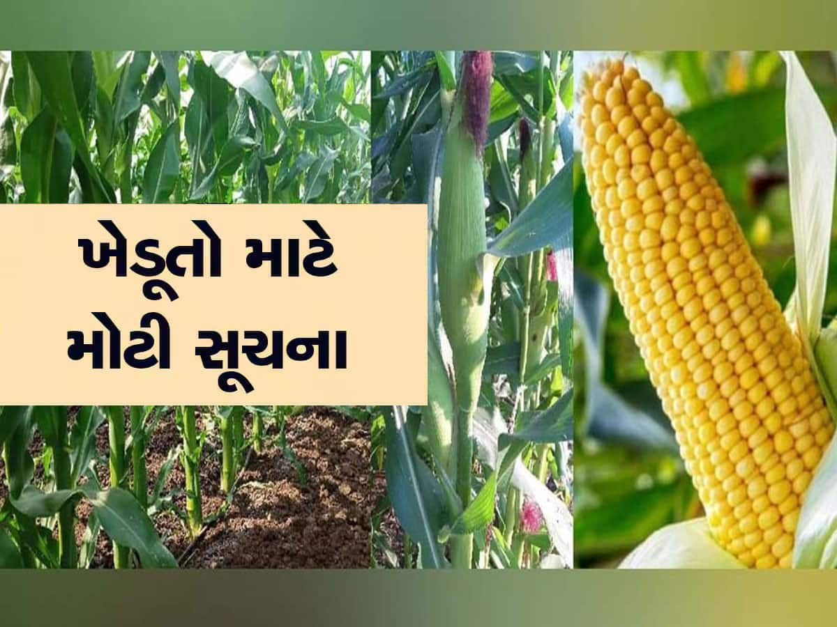 વરસાદ બાદ મકાઈમાં પૂંછડે ચાર ટપકાંવાળી લશ્કરી ઈયળનું લશ્કર ત્રાટકે, તો પહેલા કરી લો આ કામ