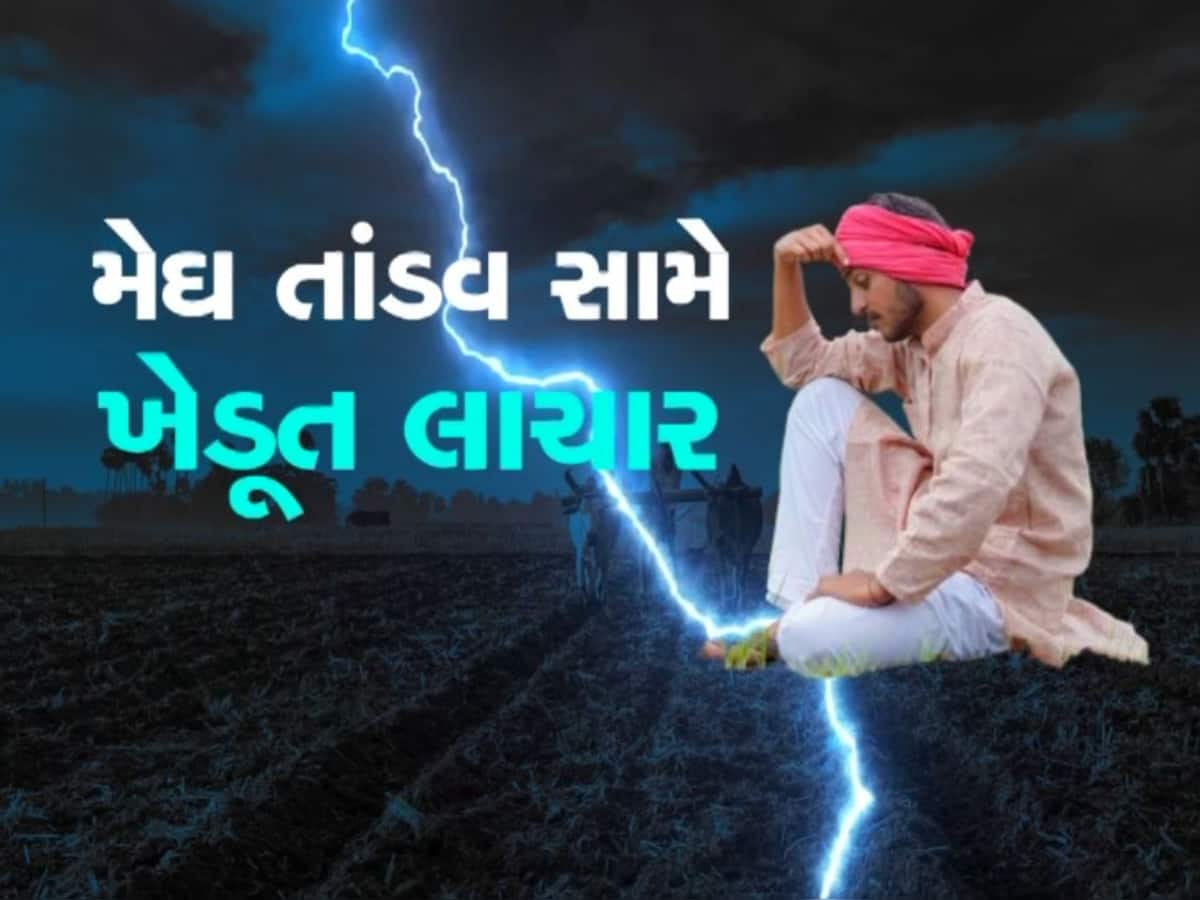 ગુજરાતમાં ભારે વરસાદથી મોંઘામૂલા પાકનો થયો સફાયો, ખેડૂતોના મોં સુધી આવેલો કોળિયો છીનવાયો