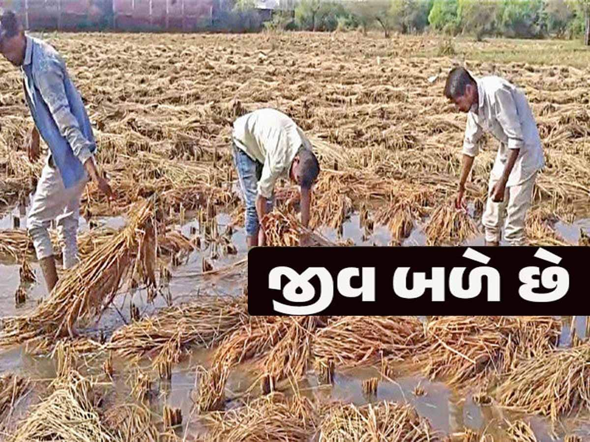 ધરતીપુત્રોને માથે આવી ગયું મોટું સંકટ! કુદરતની થપાટ તો જુઓ! આ પાકોને સોથ વાળી દીધો...