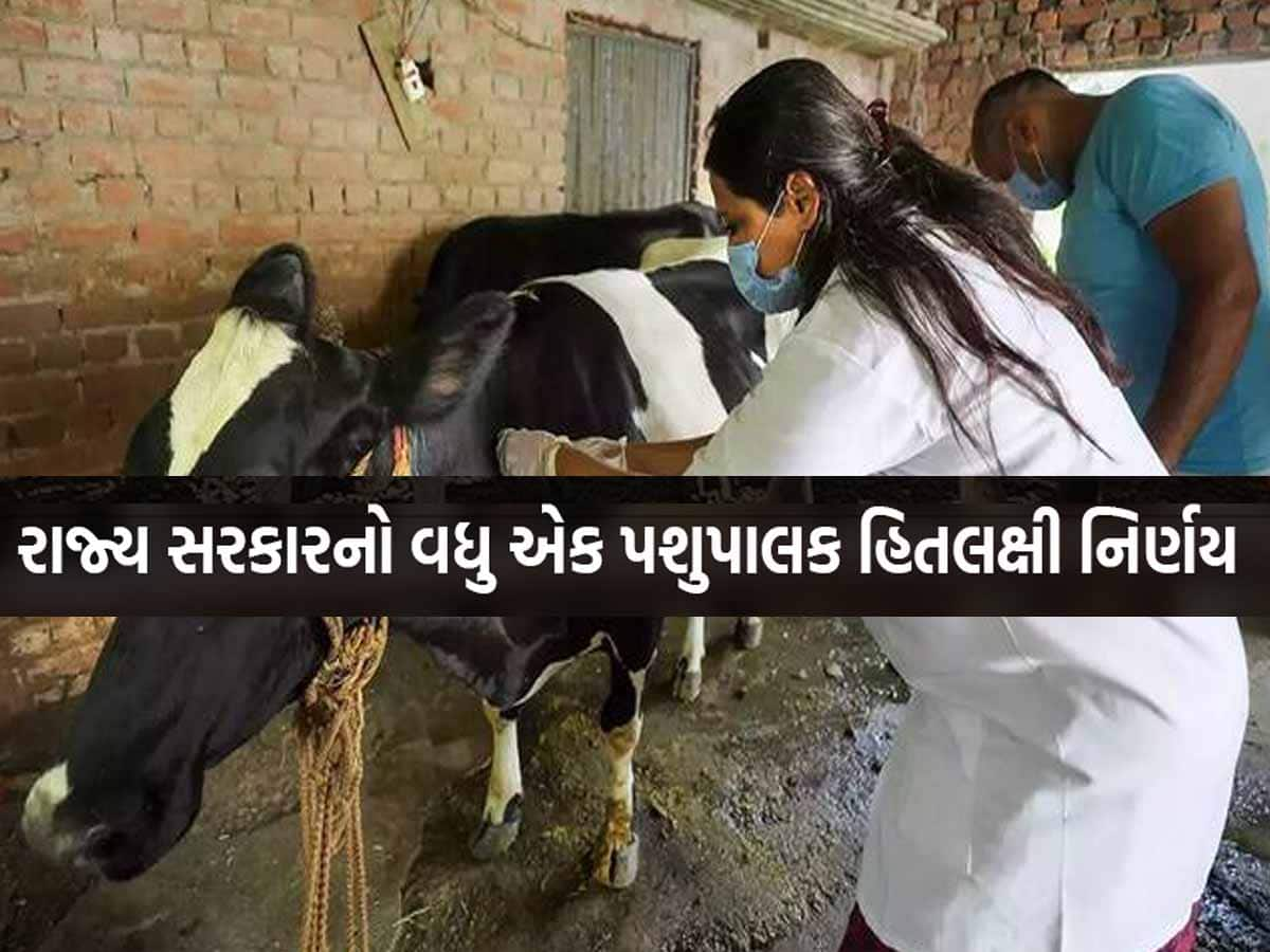 વાહ! ગાયને વાછરડી અને ભેંસને પાડી જ જન્મે એવી ટેકનોલોજી આવી! બીજદાનના ભાવ ઘટ્યા