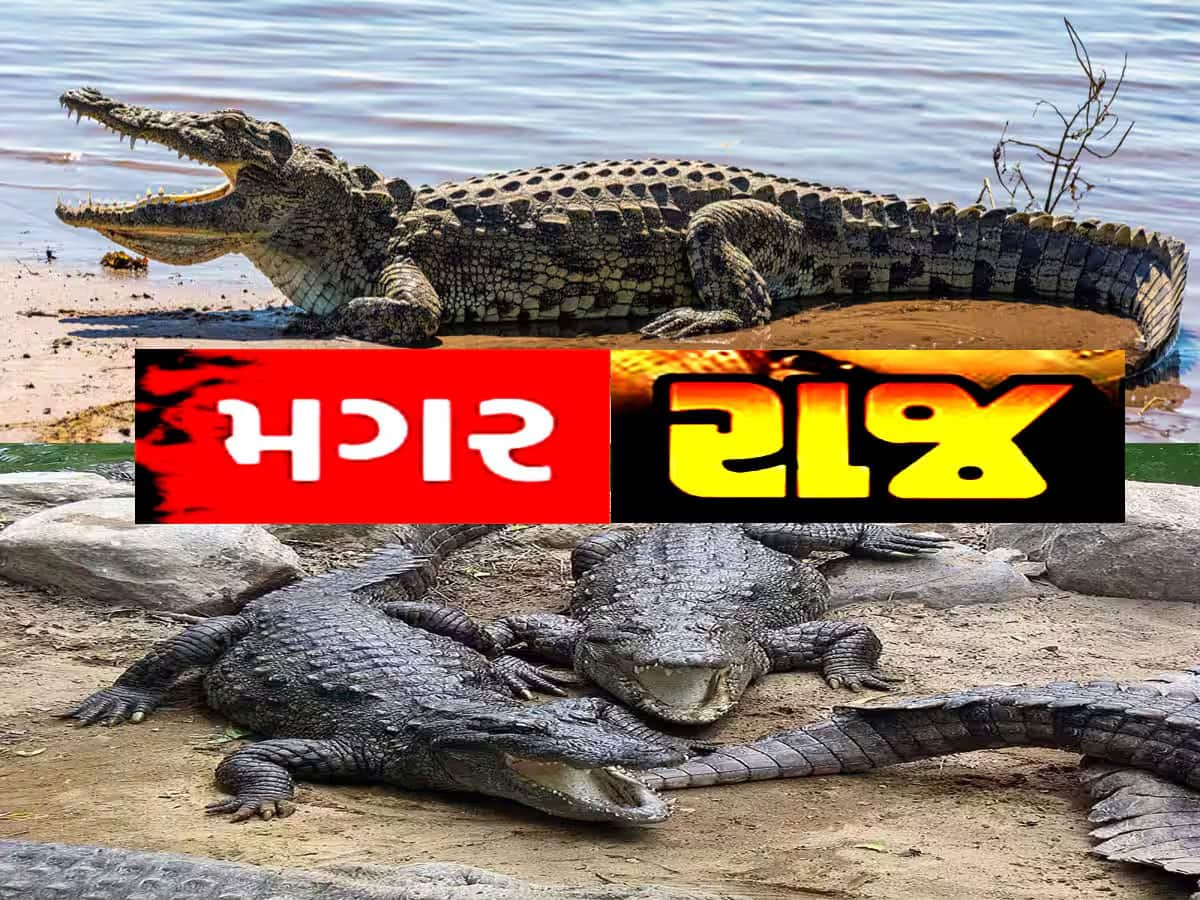 Video Viral: રોડ-રસ્તા બાદ હવે પુલ પર ચઢ્યો મગર! ગુજરાતના આ શહેરમાં રહેવા 56 ની છાતી જોઈએ!