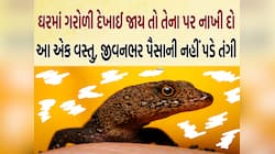 ઘરમાં ગરોળી દેખાય તો તેના પર નાંખી દો આ બે વસ્તુ, ક્યારે નહીં રહે પૈસાની કમી...