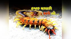 રસોડા-ચોકડી કે સોફા નીચે છુપાયેલો હોય છે આ જીવલેણ હજારપગો! બે મિનિટમાં પાડી દેશે લાશ