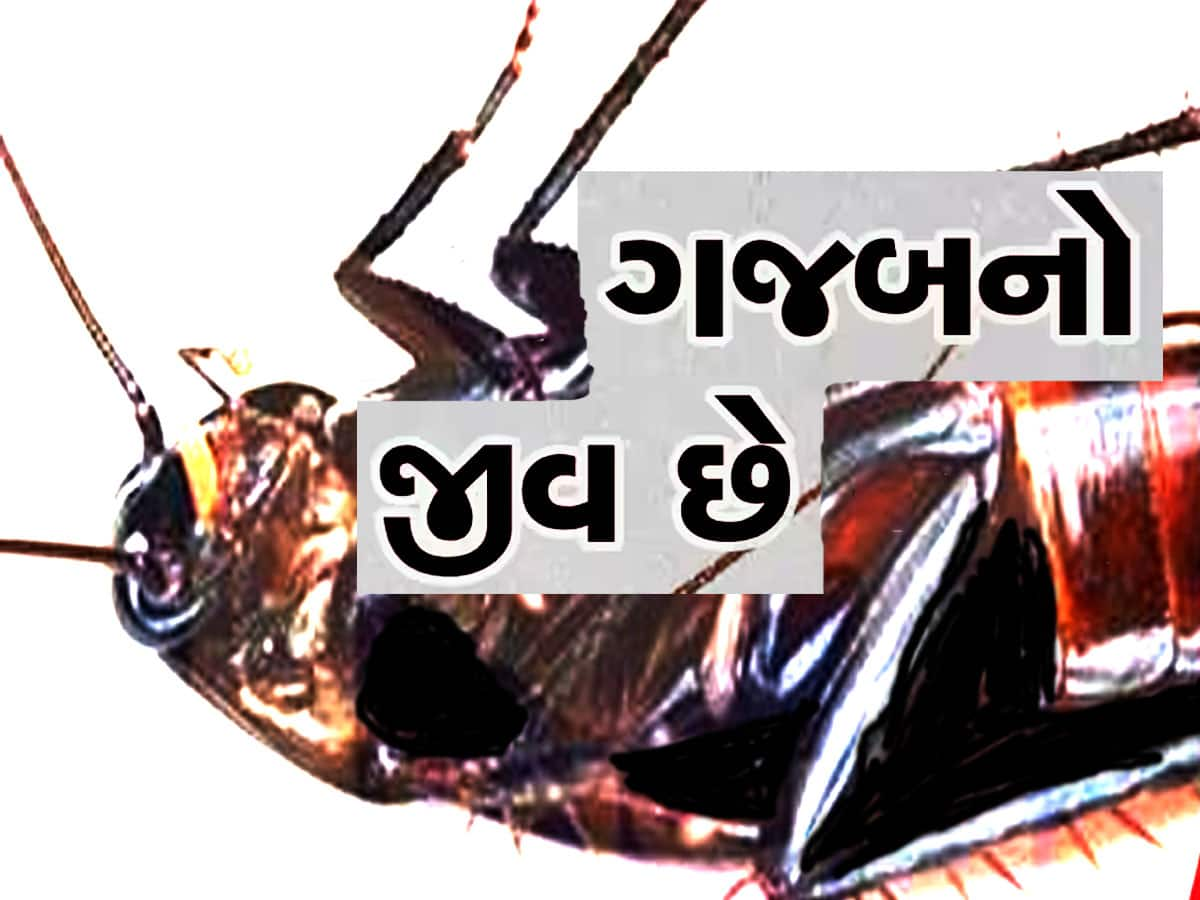 માથુ કપાયા પછી પણ 9 દિવસ જીવે છે આ જીવ! નાકથી નથી લેતો શ્વાસ, તમારા ઘરમાં પણ હશે...