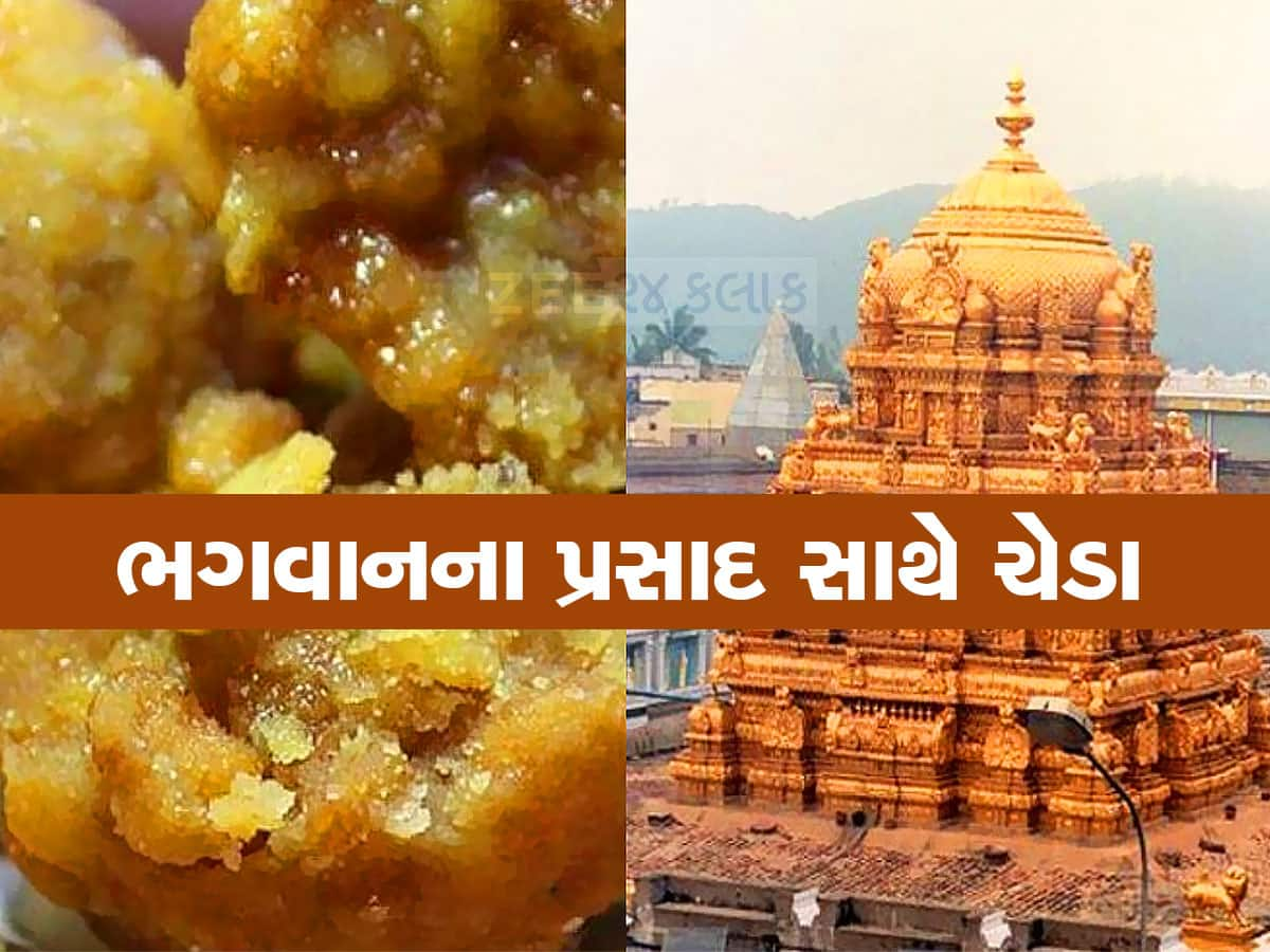 ઓ બાપ રે! તિરુપતિ મંદિરના લાડુના પ્રસાદમાં માછલીનું તેલ, રિપોર્ટમાં મોટો ખુલાસો 