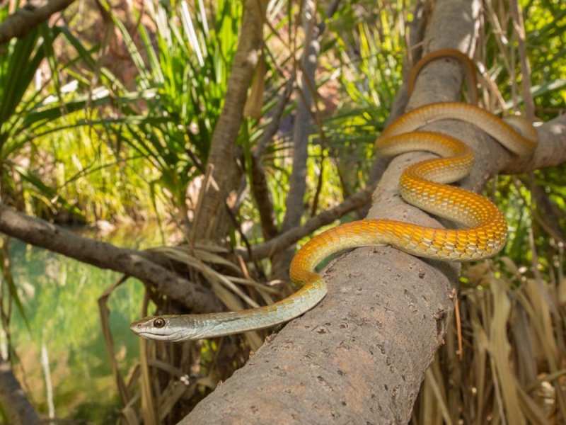Trees That Attract Snakes: ભૂલથી પણ ઘરની આસપાસ ન લગાવશો આ 5 ઝાડ ...