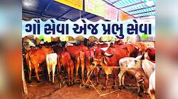 ગાયો પીવે છે 70 રૂ. લીટર પાણી! વાછરડાને પવાય છે બધુ દૂધ, કરાય છે બીમાર ગાયોની સેવા