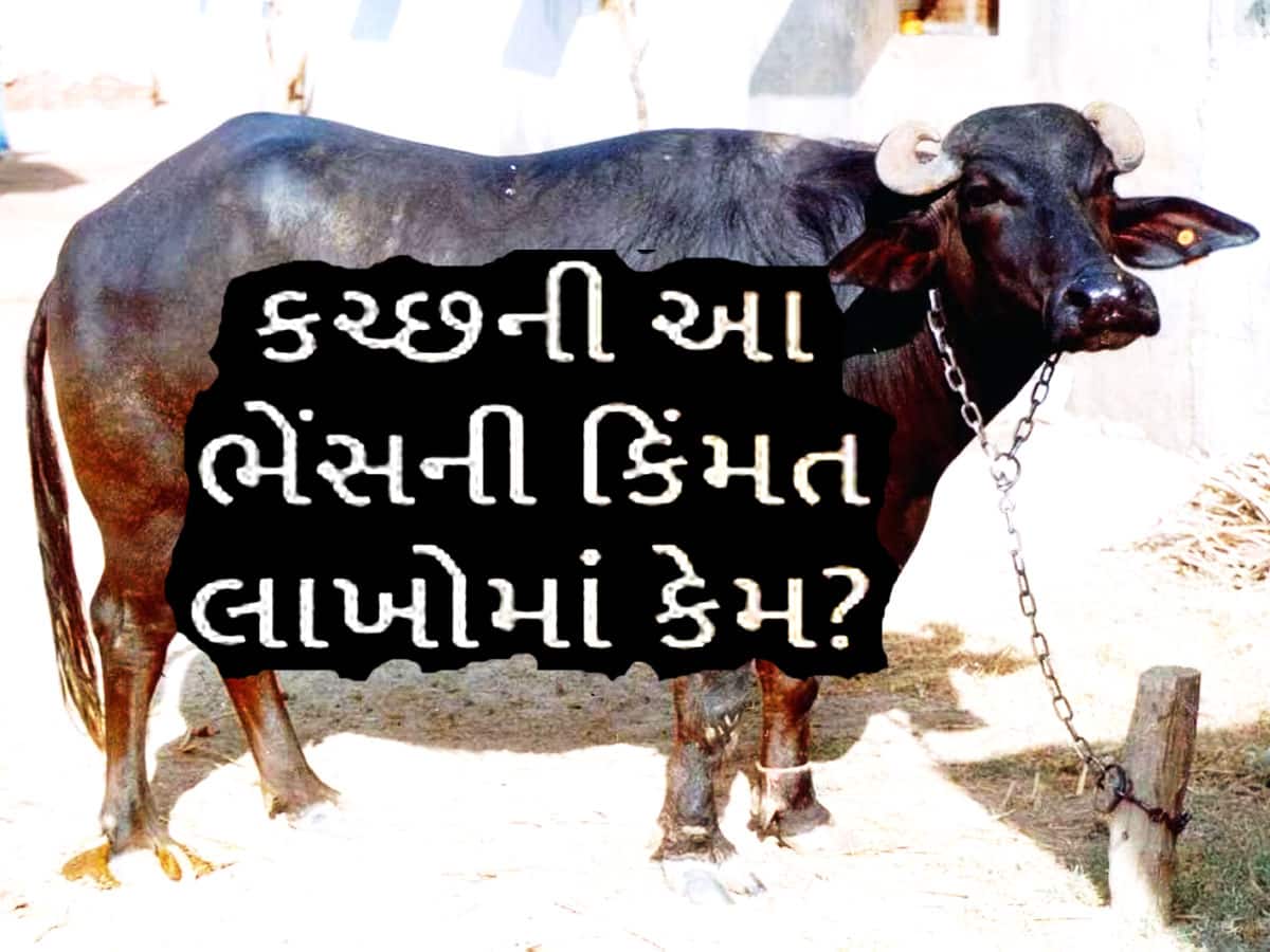 લાખો રૂપિયા છે ગુજરાતના આ પશુધનની કિંમત! અંદાજો લગાવો શું હશે દૂધનો ભાવ