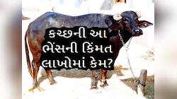 લાખો રૂપિયા છે ગુજરાતના આ પશુધનની કિંમત! અંદાજો લગાવો શું હશે દૂધનો ભાવ