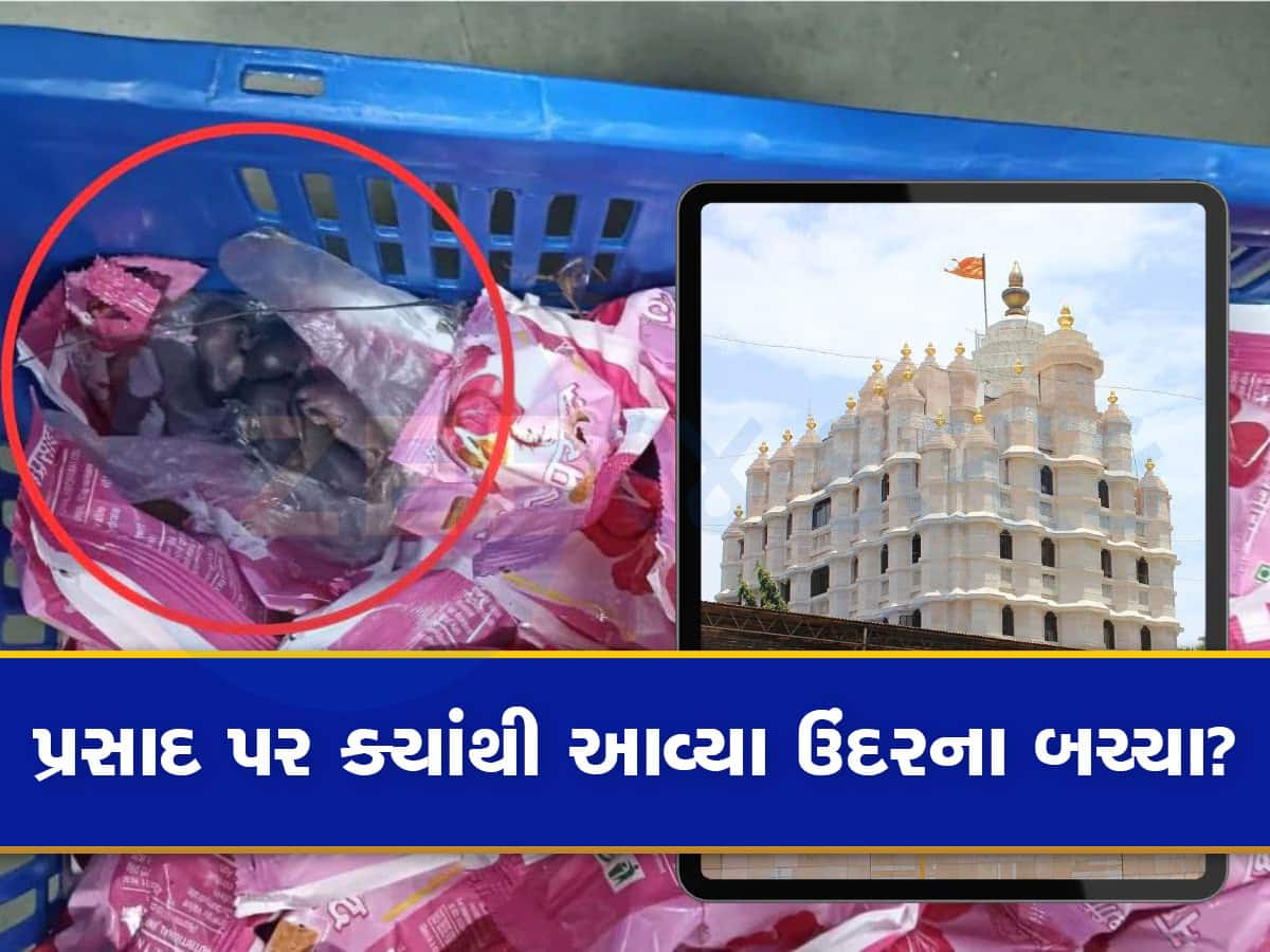 તિરુપતિ મંદિર બાદ હવે સિદ્ધિવિનાયક મંદિર? પ્રસાદ પર ઉંદરના બચ્ચાનો Video વાયરલ, જાણો શું કહ્યું મંદિર ટ્રસ્ટે?