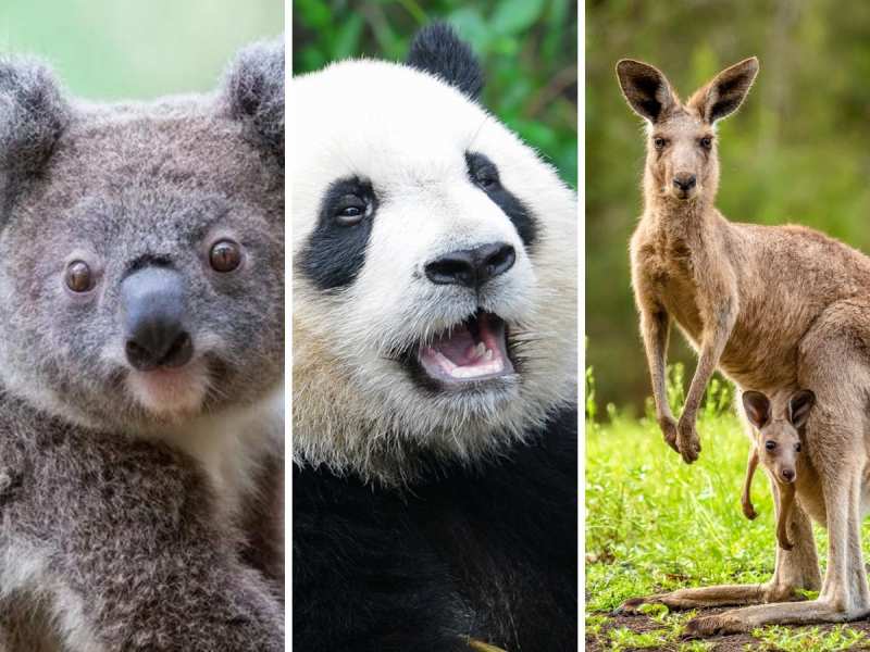 Cute and Dangerous animals: માસૂમ ચહેરા, ખૂંખાર દિલ! આ 5 જાનવર દેખાય છે ...