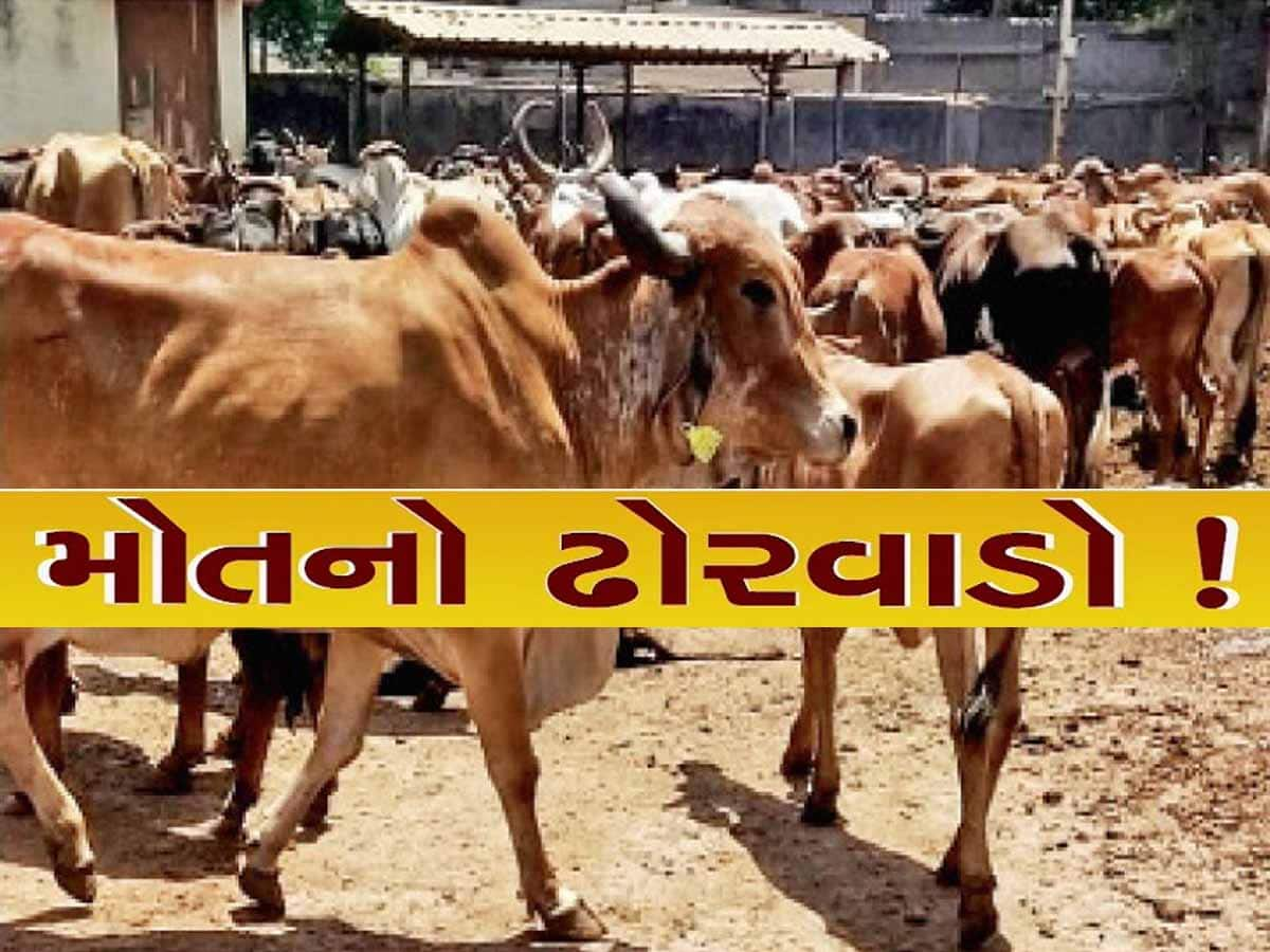 રાજકોટમાં પશુના મોત મામલે રાજકારણ ગરમાયું! છેલ્લા 90 દિવસમાં 756 જેટલા પશુઓના મોત