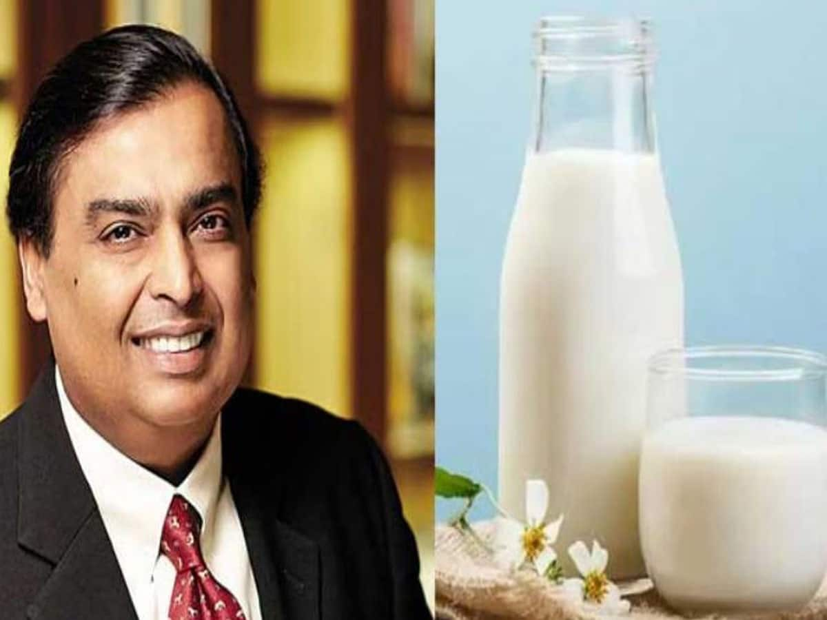 Mukesh Ambani:અંબાણીના ઘરે જે ગાયનું દૂધ આવે છે એ ગાયો પણ ઉંઘે ગાદલામાં, ROનું પાણી પીવે અને ACમાં જ રહે