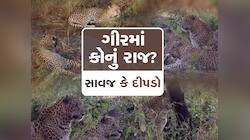 એક જંગલમાં બે રાજા! ગીર જંગલમાં જોવા મળ્યા દીપડાના ટોળેટોળા, અદભૂત દ્રશ્યો કેદ