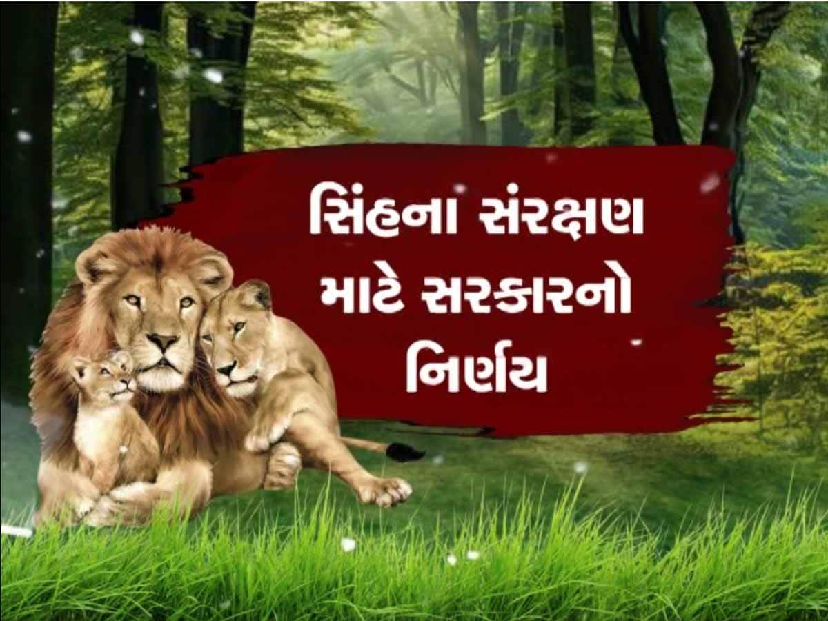 ગીરના સિંહોના સંરક્ષણ માટે સરકારનો મોટો નિર્ણય; ઈકો-સેન્સિટિવ ઝોનનું જાહેરનામું પ્રસિદ્ધ 