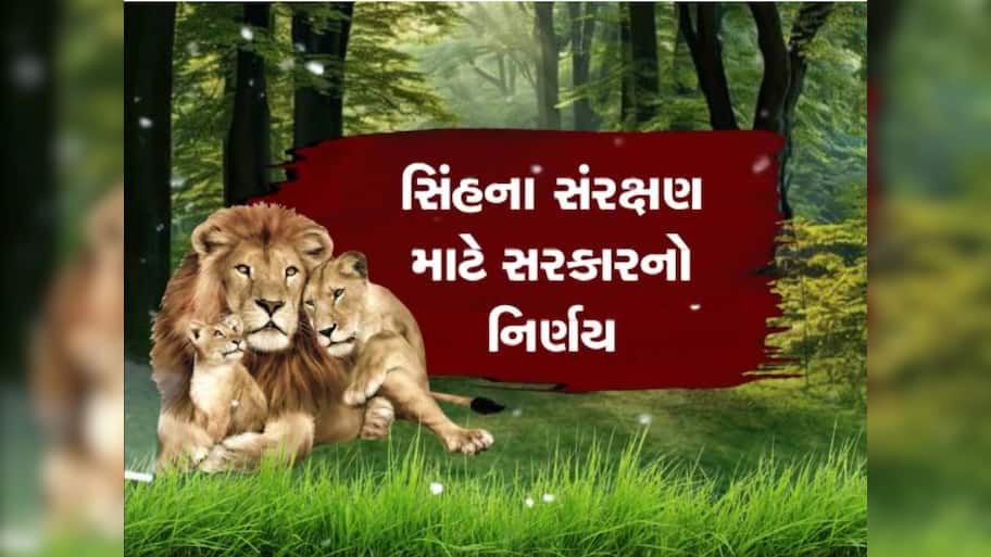 ગીરના સિંહોના સંરક્ષણ માટે સરકારનો મોટો નિર્ણય; ઈકો-સેન્સિટિવ ઝોનનું જાહેરનામું પ્રસિદ્ધ 