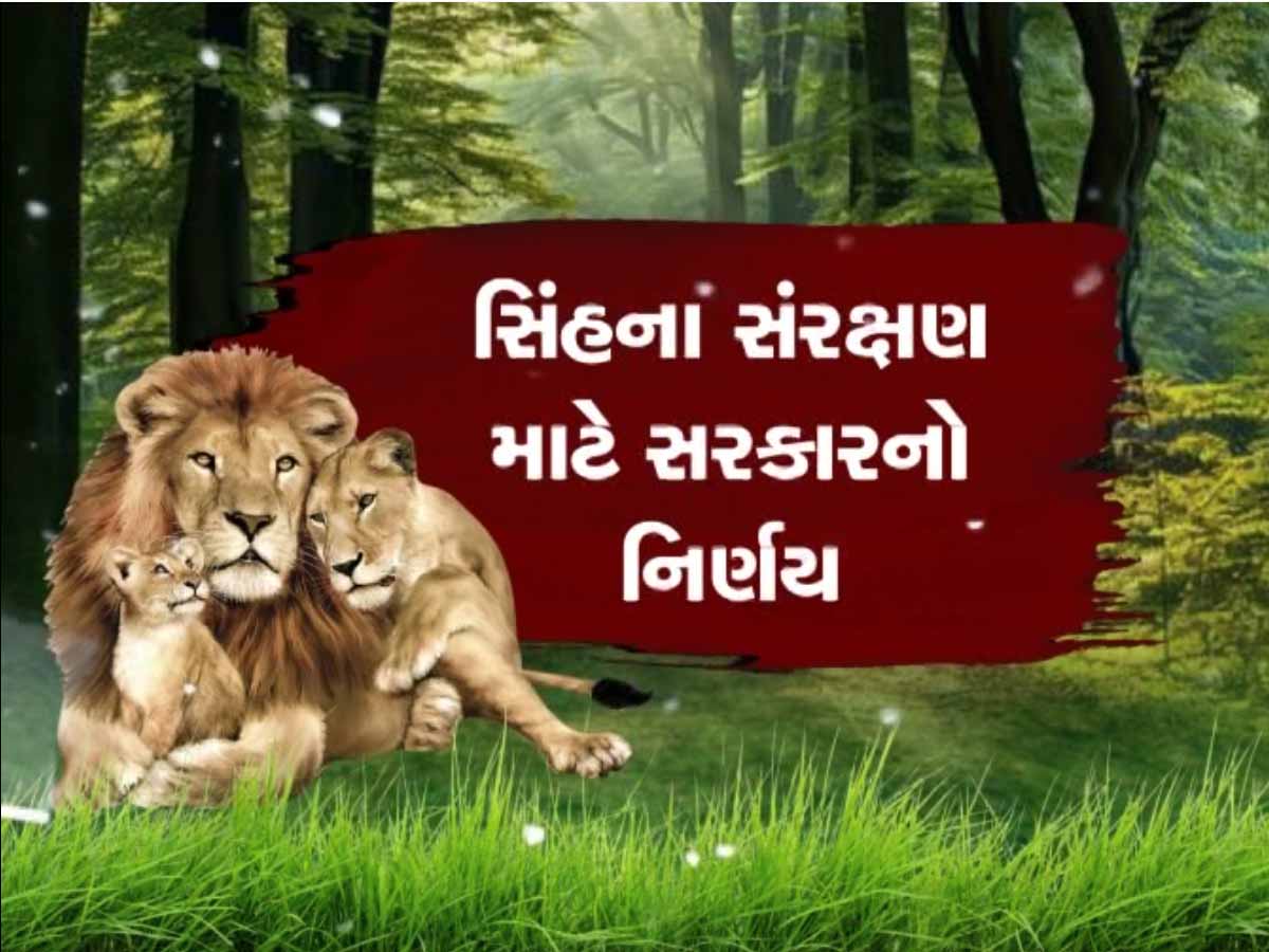 ગીરના સિંહોના સંરક્ષણ માટે સરકારનો મોટો નિર્ણય; ઈકો-સેન્સિટિવ ઝોનનું જાહેરનામું પ્રસિદ્ધ ગીરના સિંહોના સંરક્ષણ માટે સરકારનો મોટો નિર્ણય; ઈકો-સેન્સિટિવ ઝોનનું જાહેરનામું પ્રસિદ્ધ