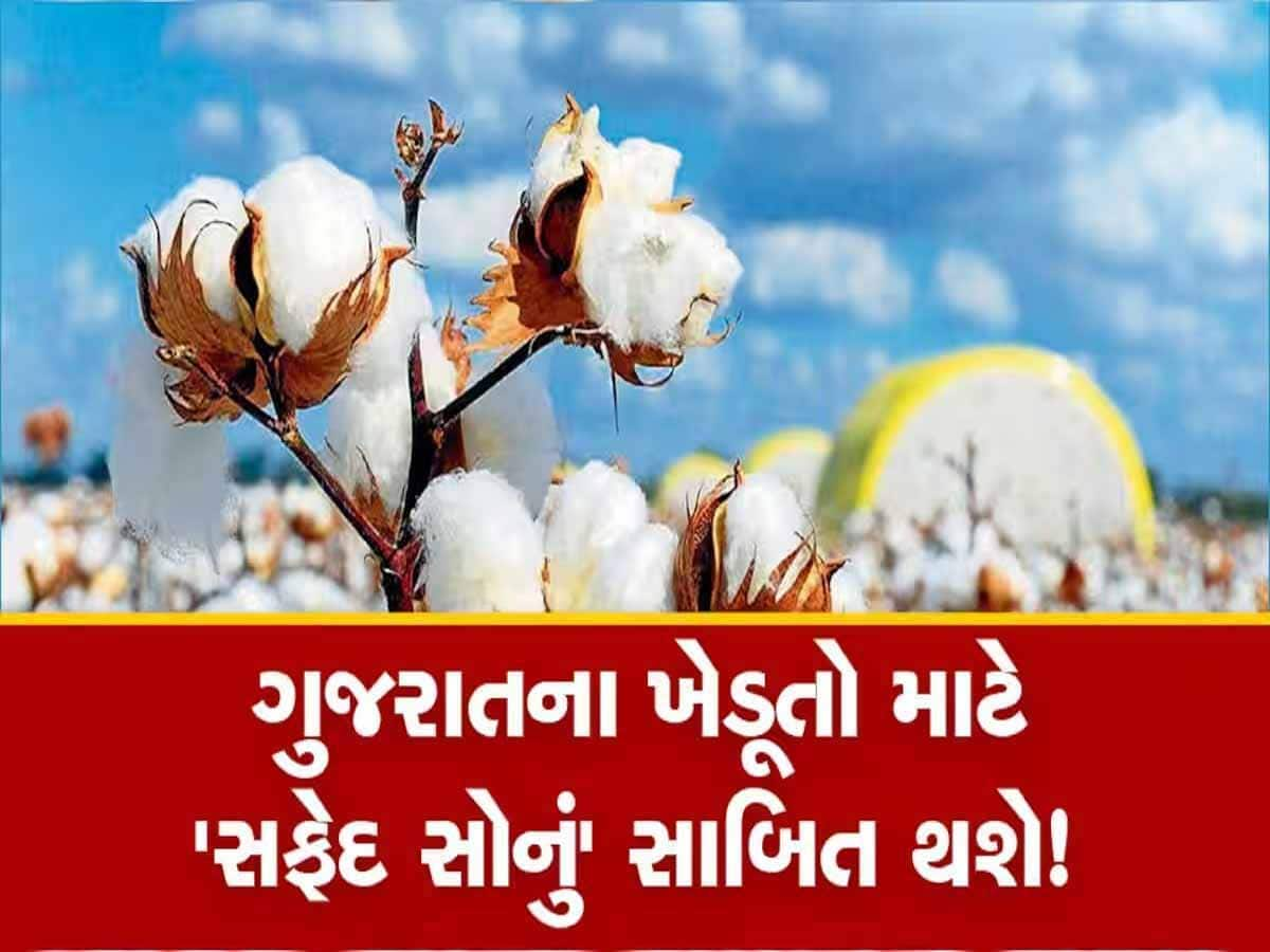 કપાસના ભાવે ખેડૂતોને કર્યા ખુશખુશાલ, જાણો ગુજરાતના આ માર્કેટિંગ યાર્ડમાં શું ચાલી રહ્યા છે ભાવ?