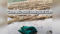 અચાનક આવી ચઢેલા વરસાદે ખેડૂતોની દિવાળી બગાડી; 75 હજાર હેકટરમાં આ પાક પલળી ગયા!