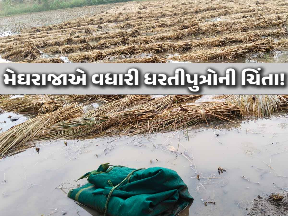 અચાનક આવી ચઢેલા વરસાદે ખેડૂતોની દિવાળી બગાડી; 75 હજાર હેકટરમાં આ પાક પલળી ગયા! અચાનક આવી ચઢેલા વરસાદે ખેડૂતોની દિવાળી બગાડી; 75 હજાર હેકટરમાં આ પાક પલળી ગયા!