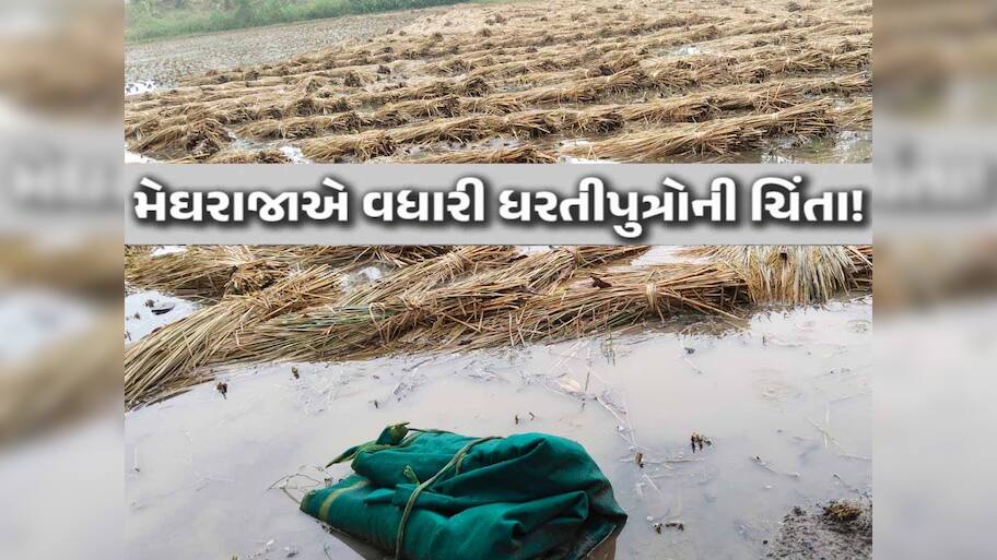 અચાનક આવી ચઢેલા વરસાદે ખેડૂતોની દિવાળી બગાડી; 75 હજાર હેકટરમાં આ પાક પલળી ગયા!