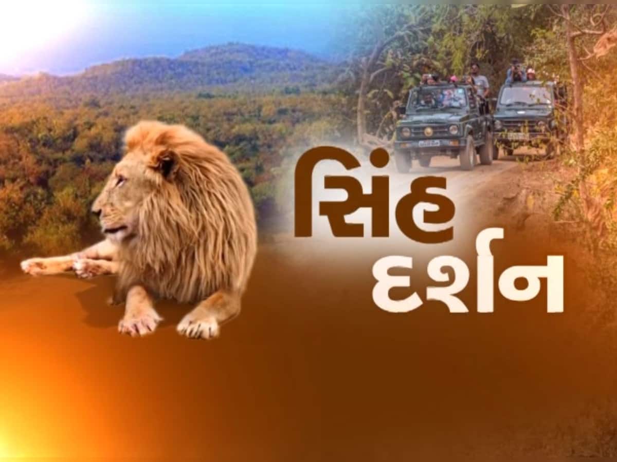 ચાર મહિના બાદ જંગલોના રાજાનું વેકેશન પૂર્ણ, આજથી ગીરમાં લોકો કરી શકશે સિંહ દર્શન