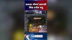 સાસણ ગીરમાં સિંહોનું વેકેશન પૂર્ણ થતા આજથી ફરી સિંહ દર્શનની થઈ શરુઆત, પ્રવાસીઓની જીપ્સીને અપાઈ લીલી ઝંડી.....