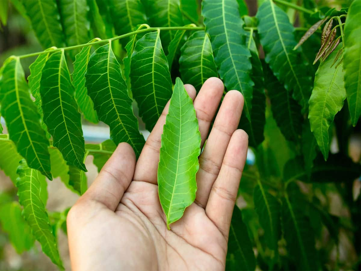 Neem Leaves: રોજ સવારે આ 1 લીલું પાન ચાવી લેવું, બદલતા વાતાવરણમાં બીમારી આસપાસ પણ નહીં ફરકે