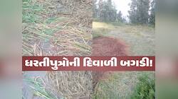 વરસાદે તો ખેડૂતોની દિવાળી બગાડી, પણ આ રીતે ગુજરાતમાં ખેડૂતોની દિવાળી સુધારવા માંગ!
