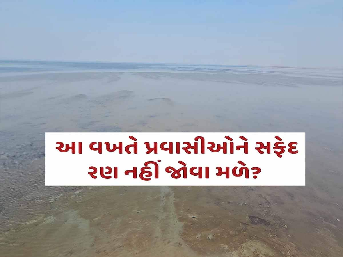 આ વખતે સફેદ રણની ચમક માણવા જોવી પડશે લાંબી રાહ! દિવાળી પર પ્લાન હોય તો જાણી લેજો! 