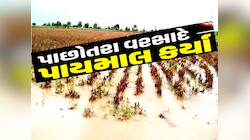પાછોતરા વરસાદે ગુજરાતના આ જિલ્લાના ખેડૂતોની દિવાળી બગાડી, પલળી ગયો મબલખ પાક