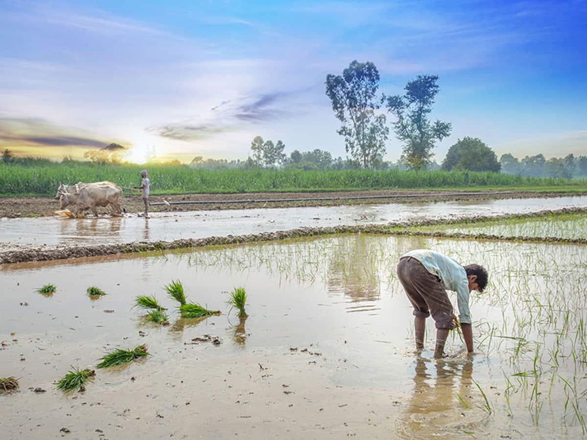 Agriculture: મેઘરાજાએ છીનવ્યો ખેડૂતોના મુખનો કોળિયો, થઈ મોટી પાક નુકસાની