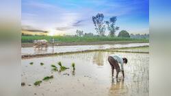 Agriculture: મેઘરાજાએ છીનવ્યો ખેડૂતોના મુખનો કોળિયો, થઈ મોટી પાક નુકસાની