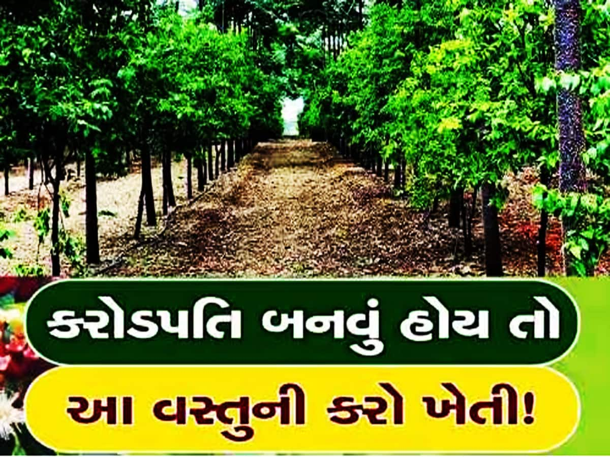 ચંદનની ખેતી માટે શું છે નિયમ? જાણો કઈ રીતે ખેડૂતોને થઈ શકે છે લાખોની કમાણી