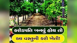 ચંદનની ખેતી માટે શું છે નિયમ? જાણો કઈ રીતે ખેડૂતોને થઈ શકે છે લાખોની કમાણી