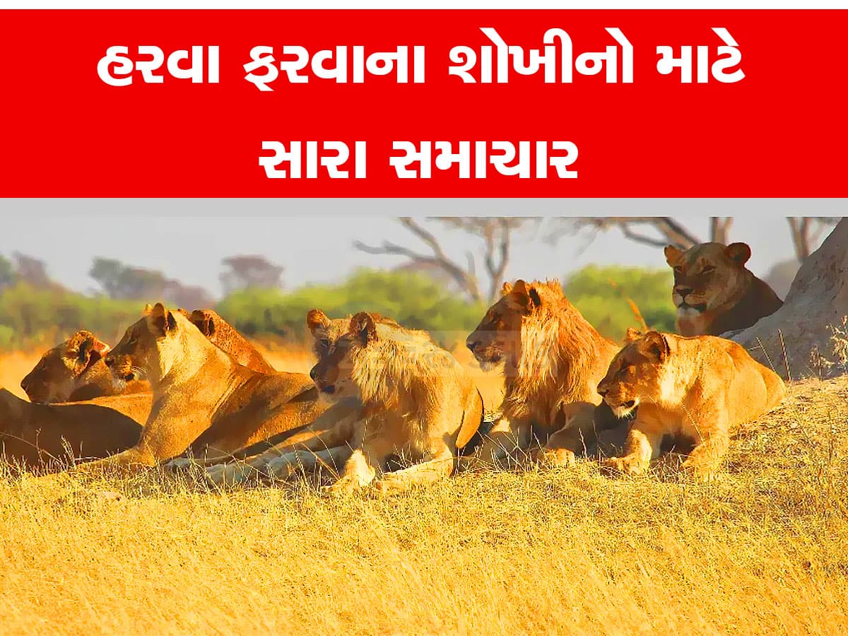 ગુજરાતીઓને ફરવાનું નવું સરનામું મળ્યું, ધનતેરસથી શરૂ થઈ જશે સિંહોની નવી સફારી 