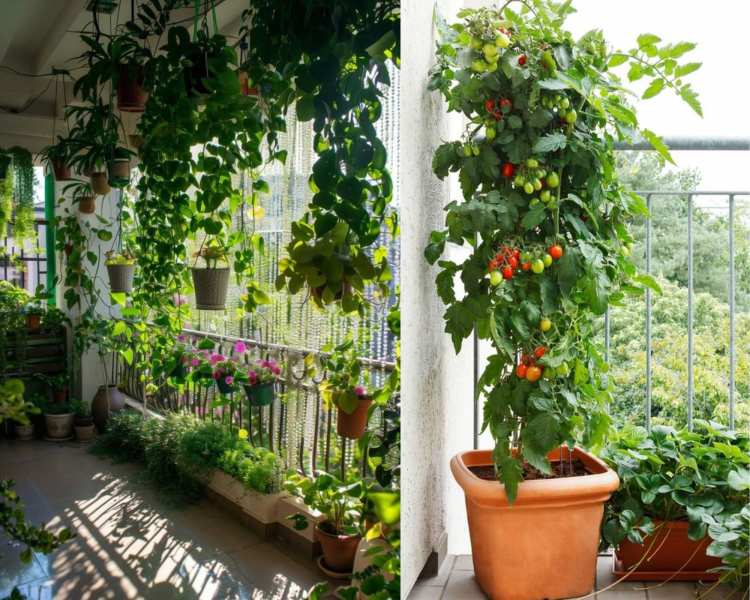 Gardening Hacks: ઘરે જ ઉગાડવા માંગો છો શાકભાજી તો અનુસરો કરો સરળ ટિપ્સ