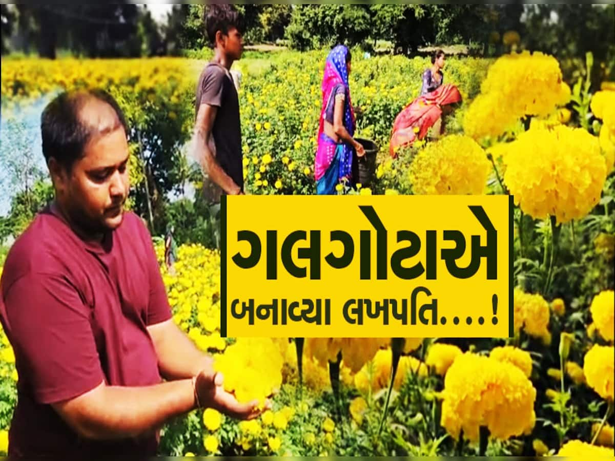 ગુજરાતના આ જિલ્લાના ખેડૂતો ફૂલોની ખેતીથી કરે છે લાખોની કમાણી! જાણો ટિપ્સ