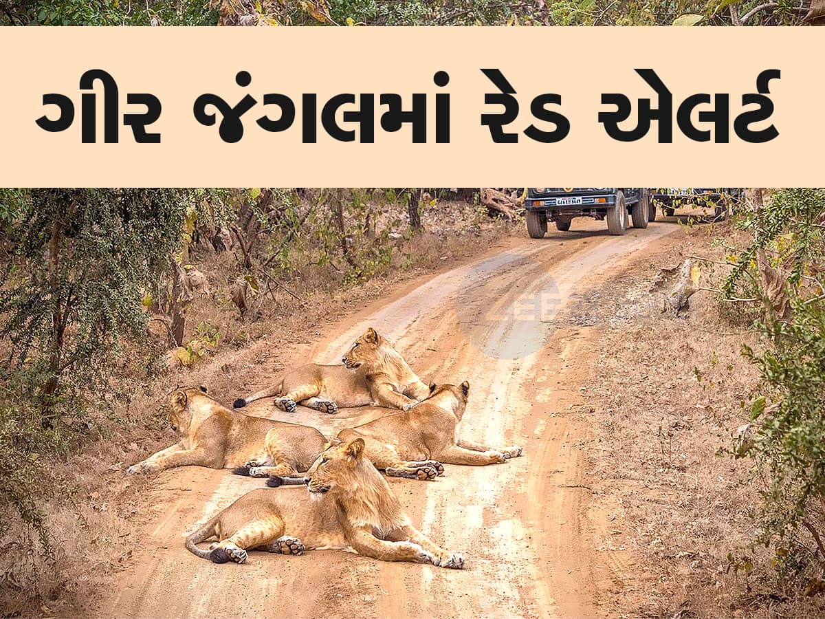 ગીર જંગલમાં ફરવા જતા પહેલા આ જાણી લેજો, પ્રવાસીઓ માટે બનાવાયા નવા નિયમો