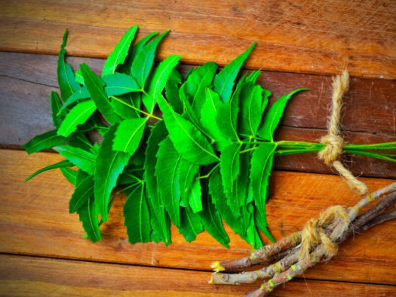 Neem Benefits શિયાળામાં કરો આ લીલી જડીબૂટીનો ઉપયોગ, ના વાળમાં
