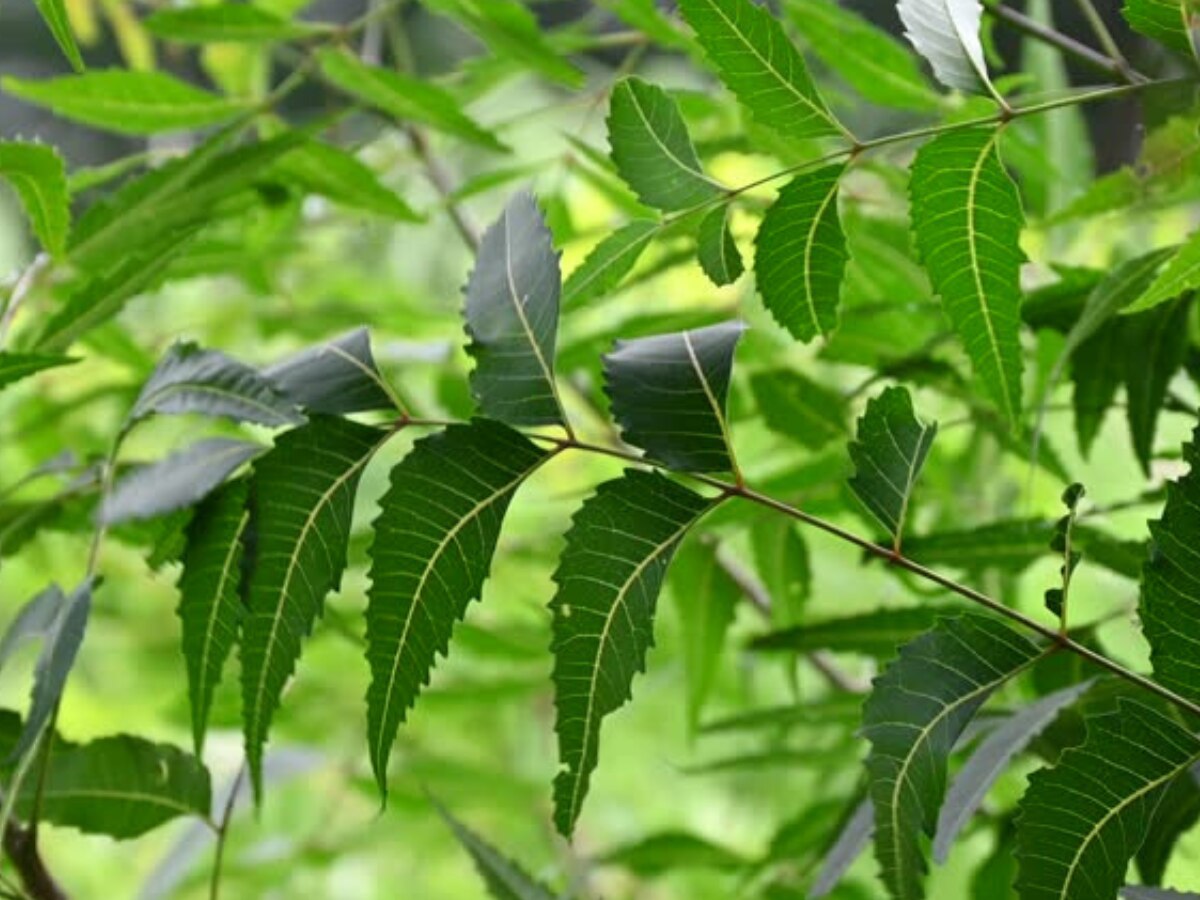 Neem Benefits શિયાળામાં કરો આ લીલી જડીબૂટીનો ઉપયોગ, ના વાળમાં