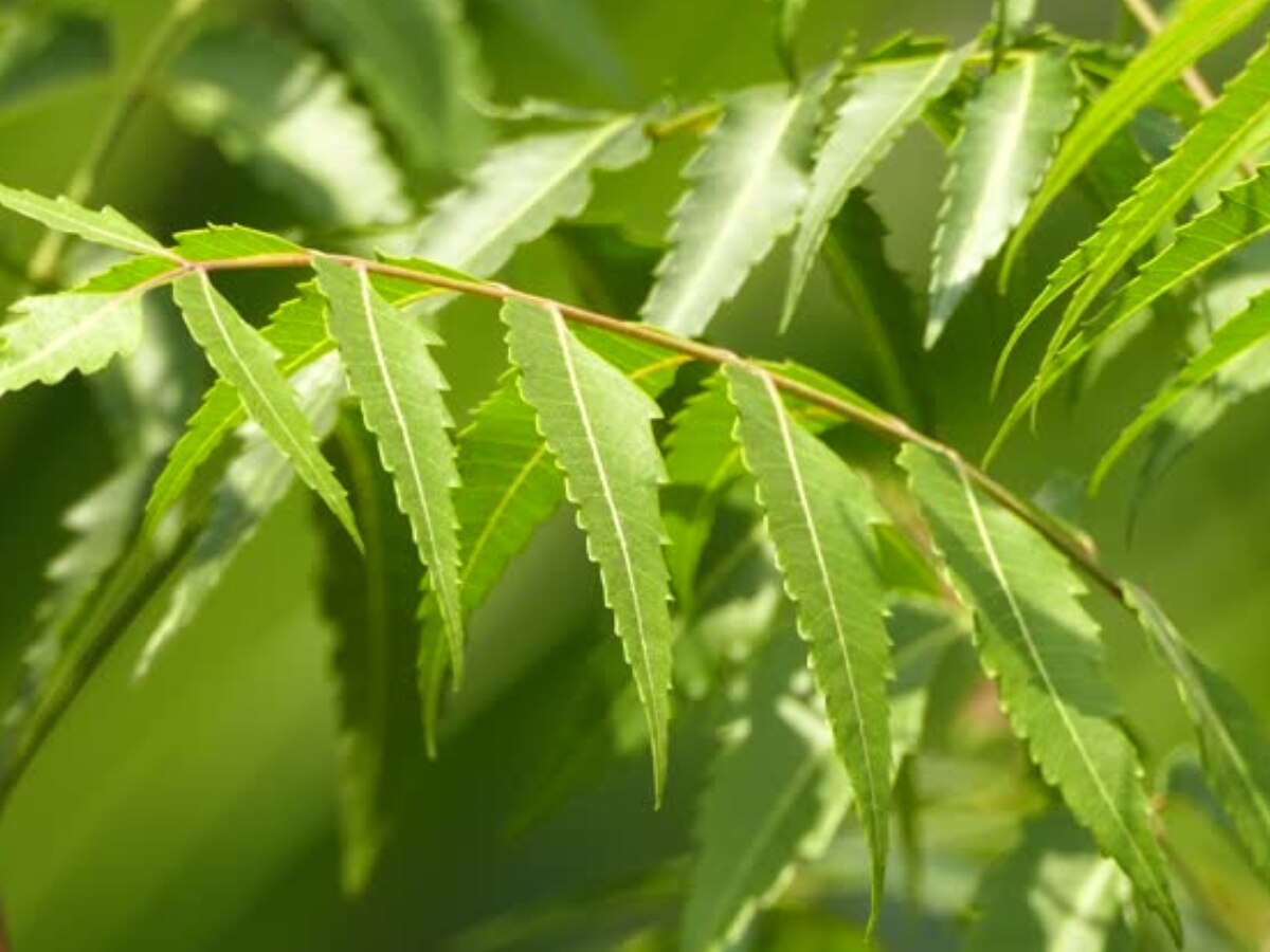 Neem Benefits શિયાળામાં કરો આ લીલી જડીબૂટીનો ઉપયોગ, ના વાળમાં