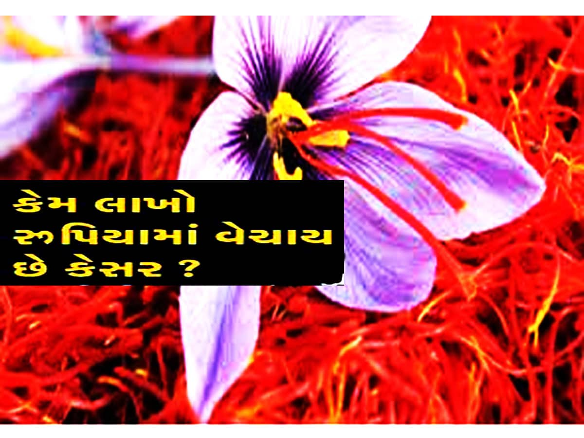 Saffron: કેમ ઉંચી કિંમતમાં વેચાય છે કેસર? કારણ જાણી ચોંકી જાય છે ભલભલા