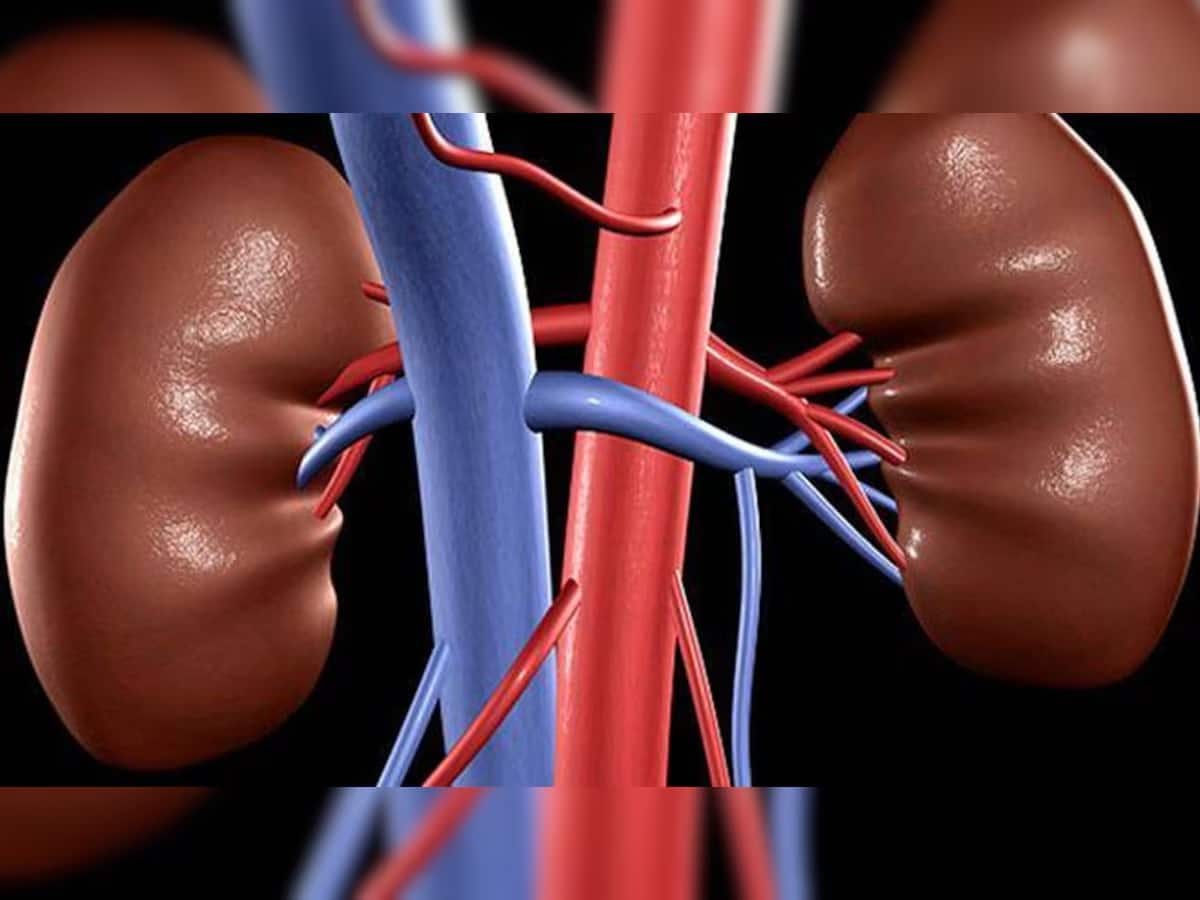 Kidney Damage: કિડનીના સ્વાસ્થ્ય માટે સૌથી ખરાબ છે આ પાંચ વસ્તુ, પહોંચાડે છે નુકસાન